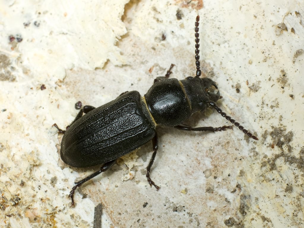 Spondylis buprestoides (Linnaeus, 1758)